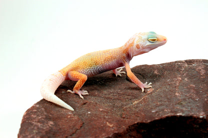 Lemon Leucistic Leopard Gecko All Reptiles