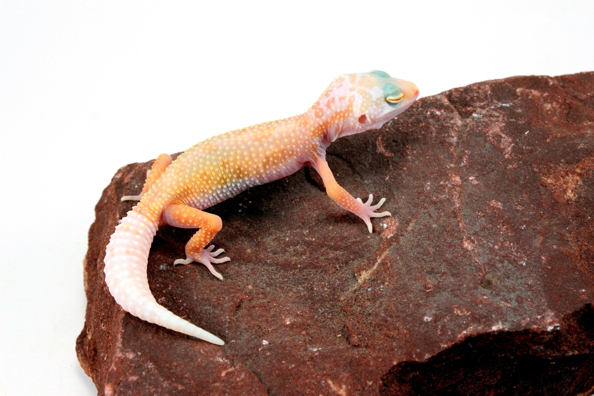 Lemon Leucistic Leopard Gecko All Reptiles