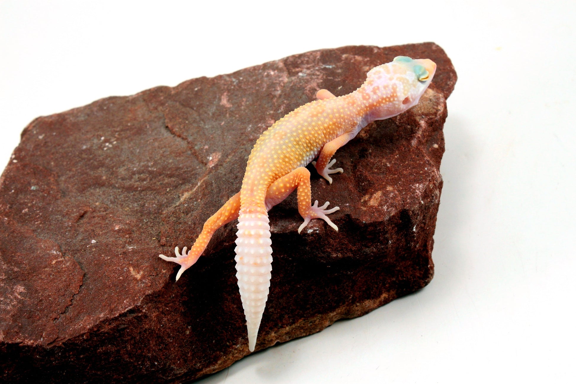 Lemon Leucistic Leopard Gecko All Reptiles