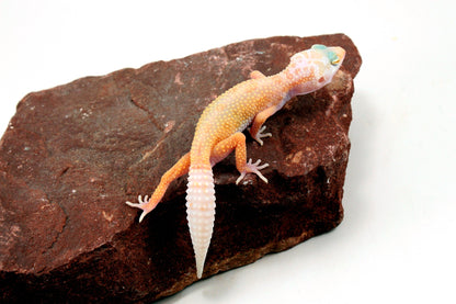 Lemon Leucistic Leopard Gecko All Reptiles