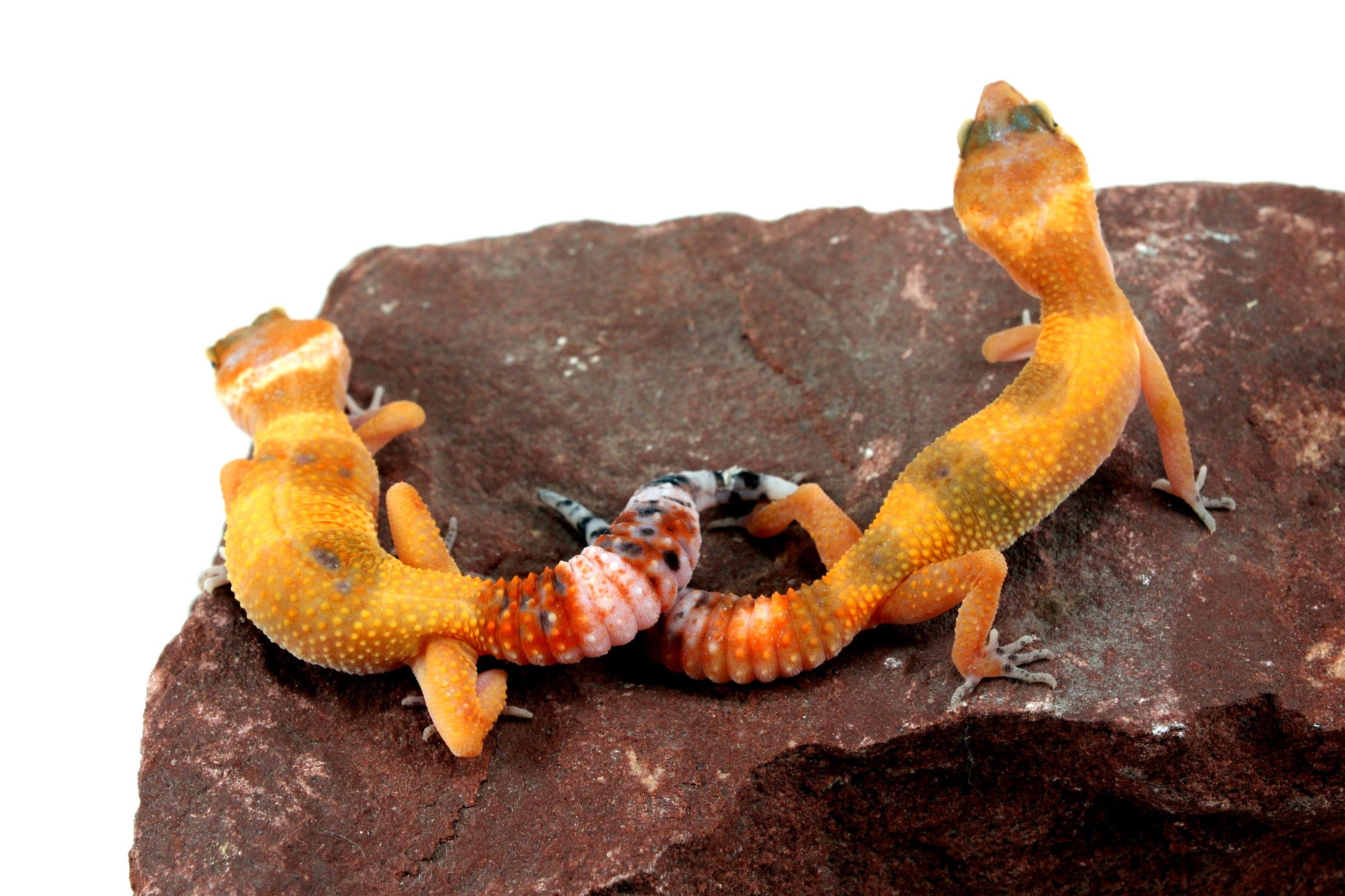 Tangerine Tornado Leopard Gecko All Reptiles