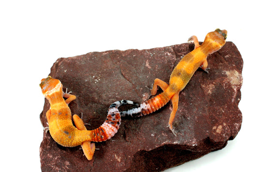 Tangerine Tornado Leopard Gecko All Reptiles
