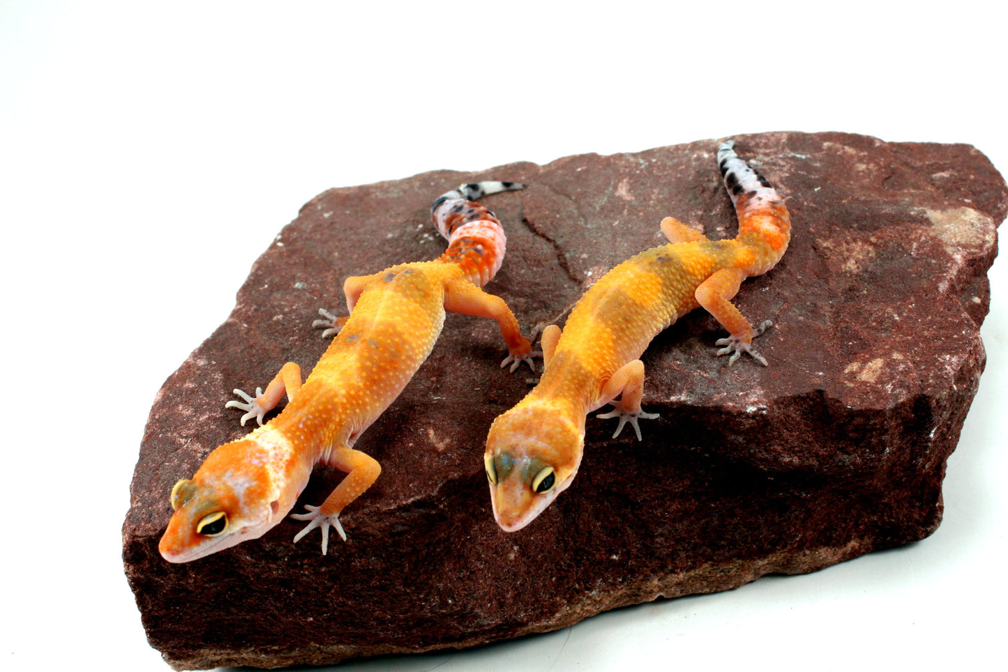 Tangerine Tornado Leopard Gecko All Reptiles