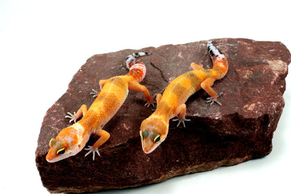 Tangerine Tornado Leopard Gecko All Reptiles