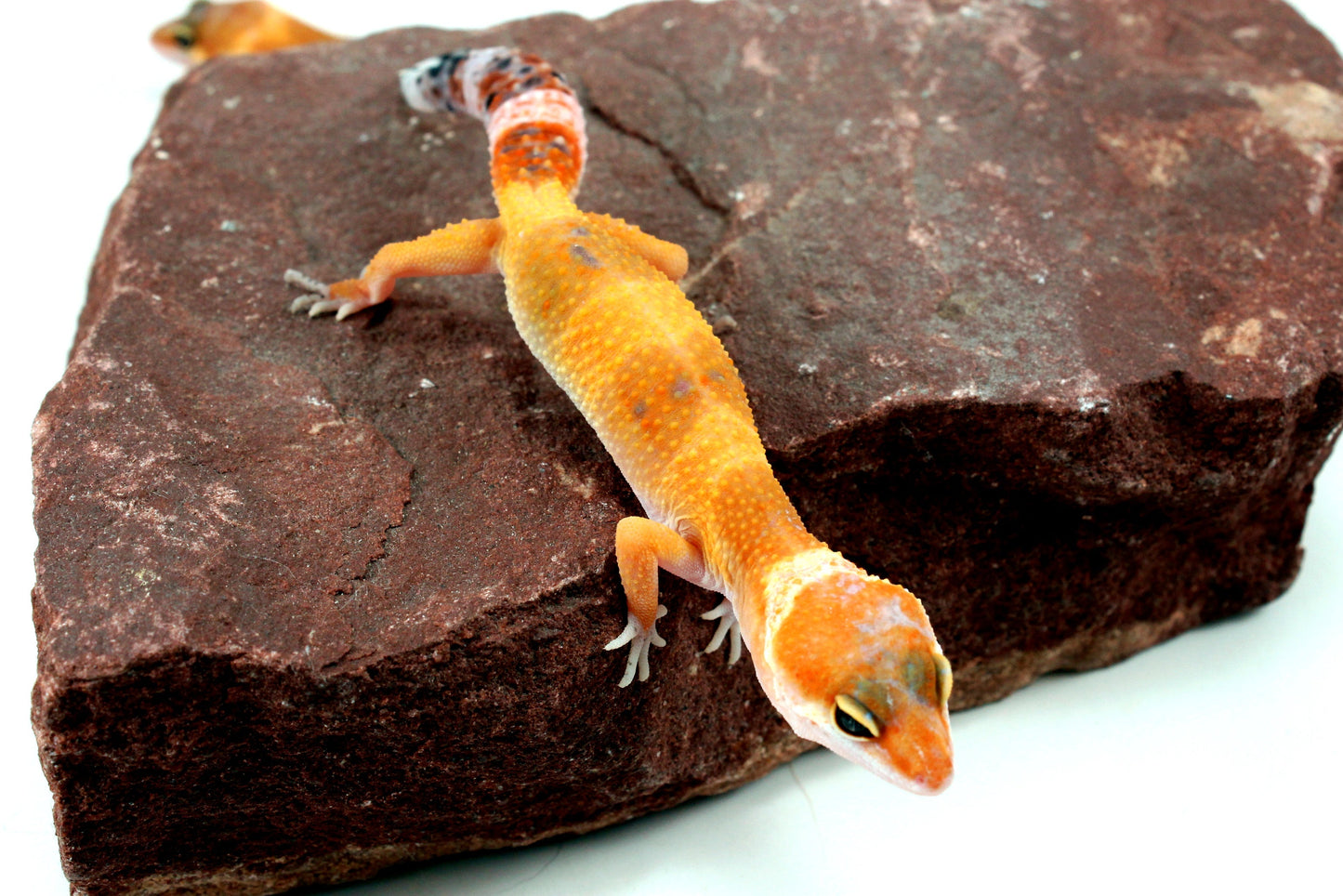 Tangerine Tornado Leopard Gecko All Reptiles