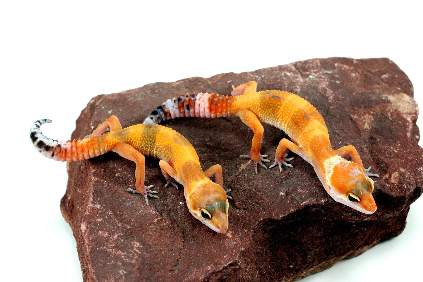 Tangerine Tornado Leopard Gecko All Reptiles