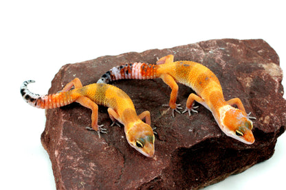 Tangerine Tornado Leopard Gecko All Reptiles