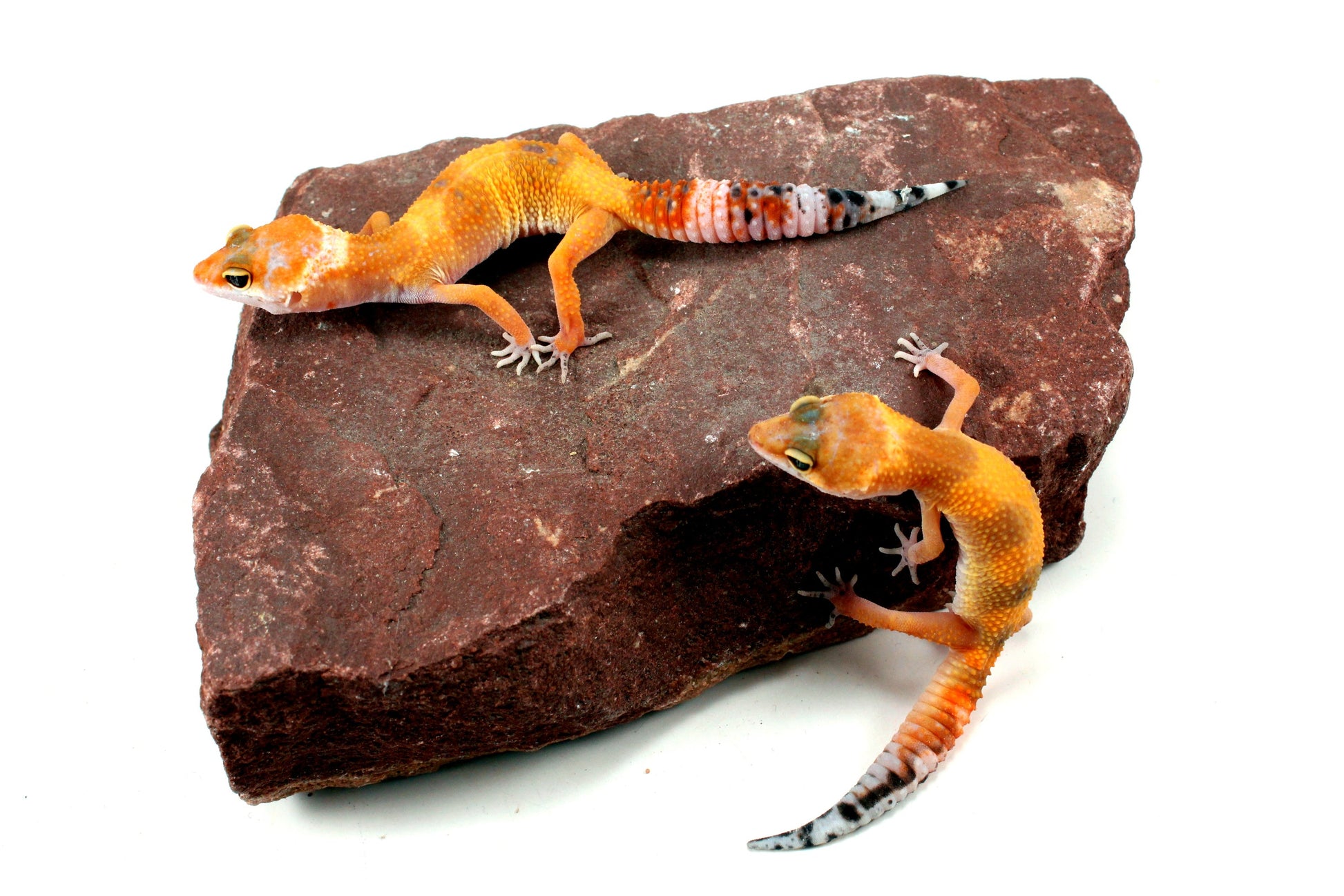 Tangerine Tornado Leopard Gecko All Reptiles