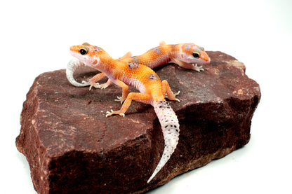 Clown Leopard Gecko All Reptiles