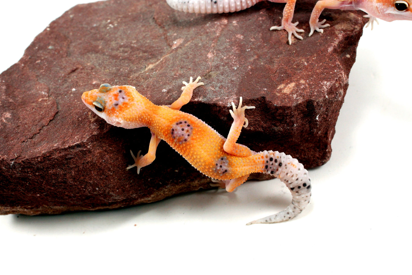 Clown Leopard Gecko All Reptiles