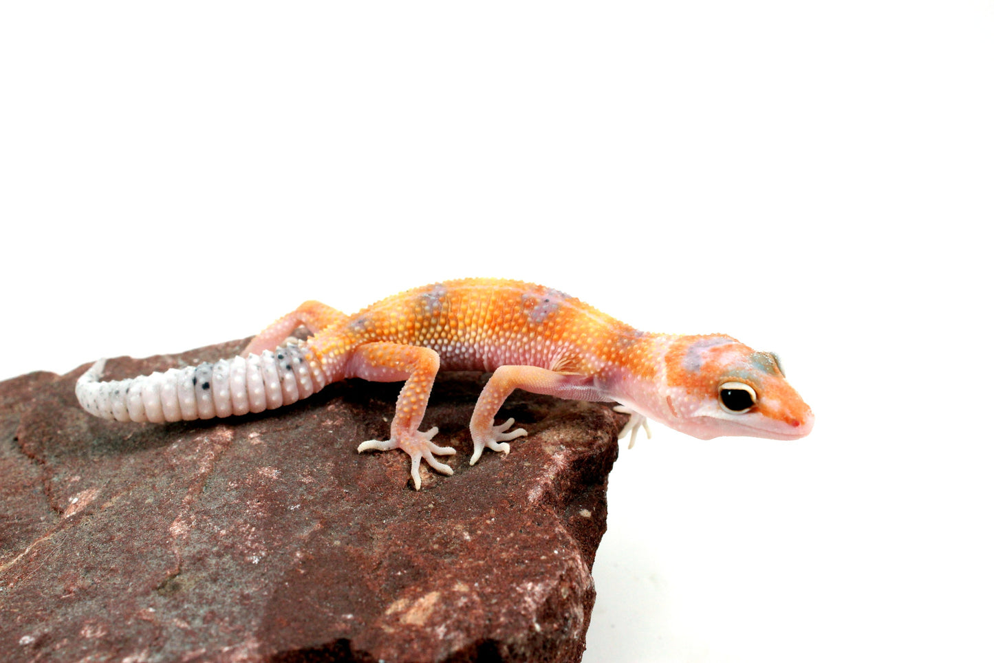 Clown Leopard Gecko All Reptiles