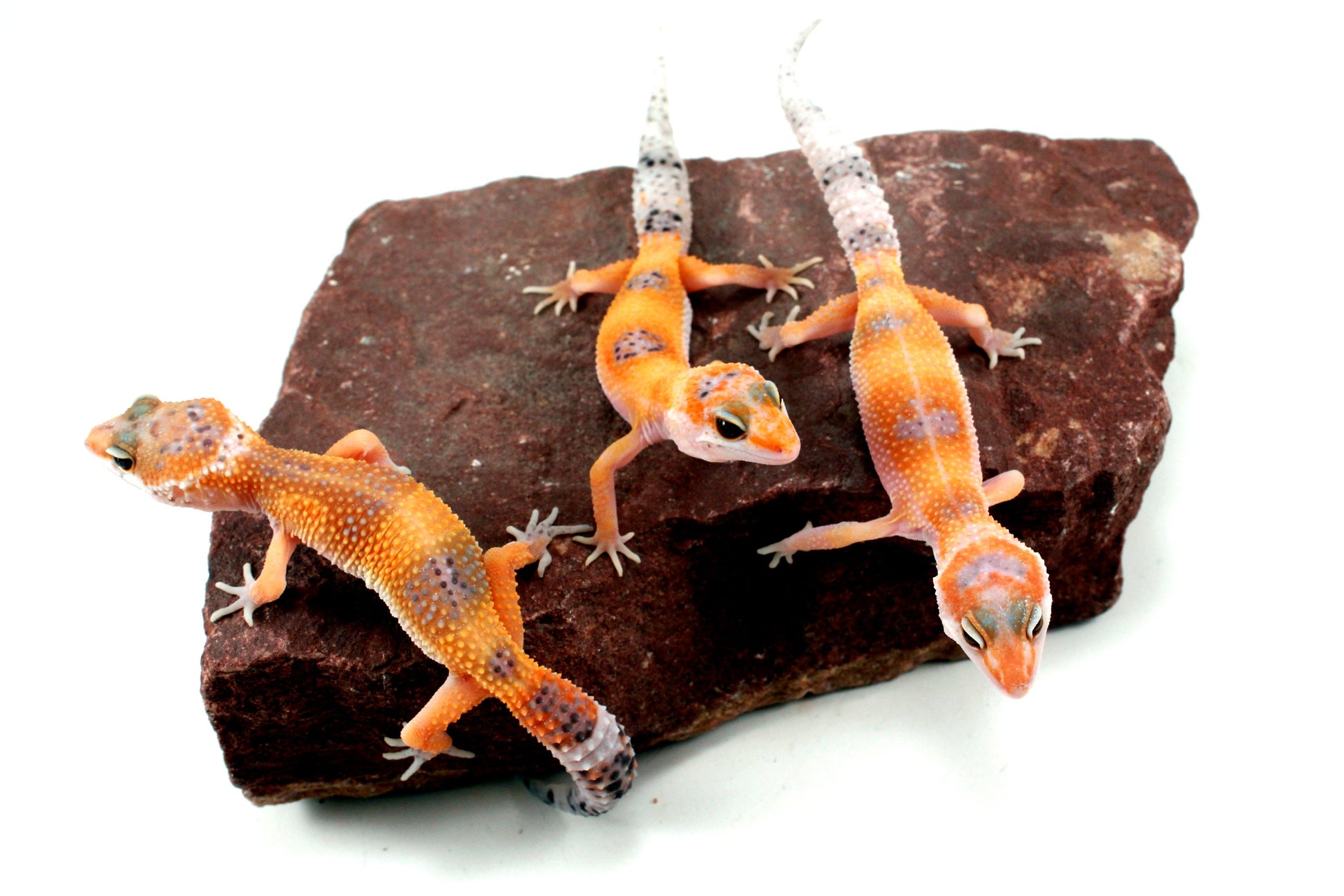 Clown Leopard Gecko All Reptiles