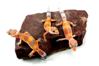 Clown Leopard Gecko All Reptiles