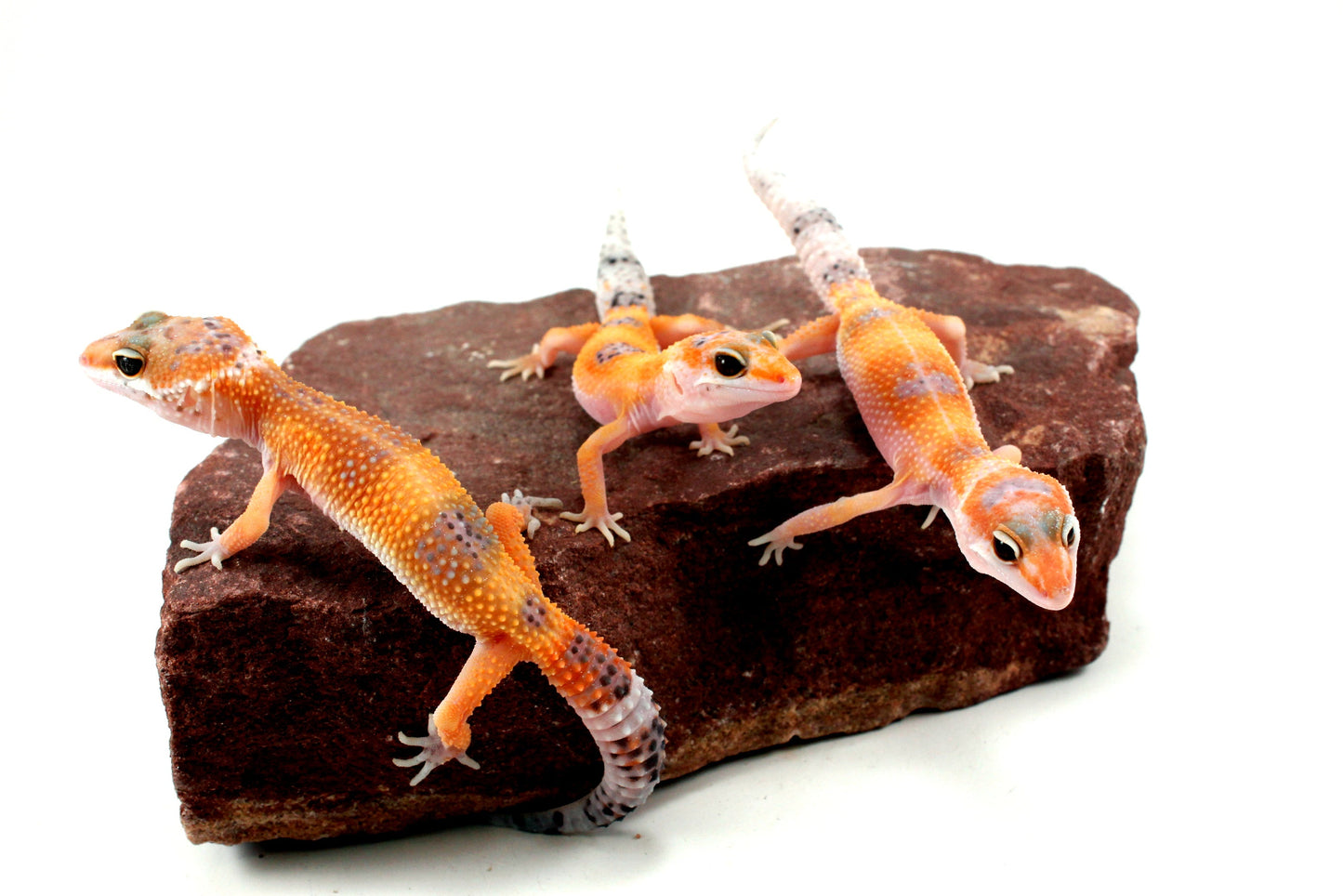 Clown Leopard Gecko All Reptiles