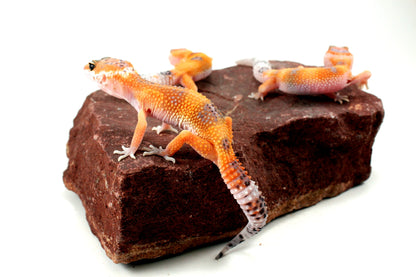 Clown Leopard Gecko All Reptiles