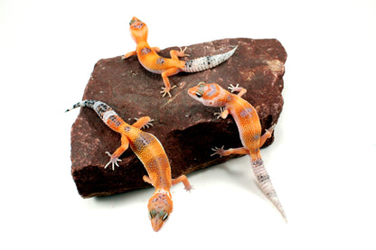 Clown Leopard Gecko All Reptiles
