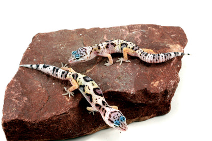 Jungle Leopard Gecko All Reptiles