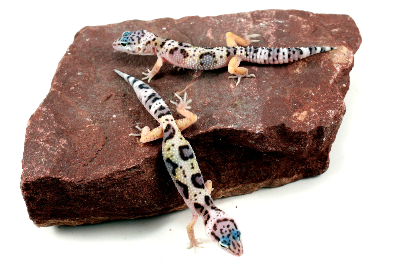 Jungle Leopard Gecko All Reptiles