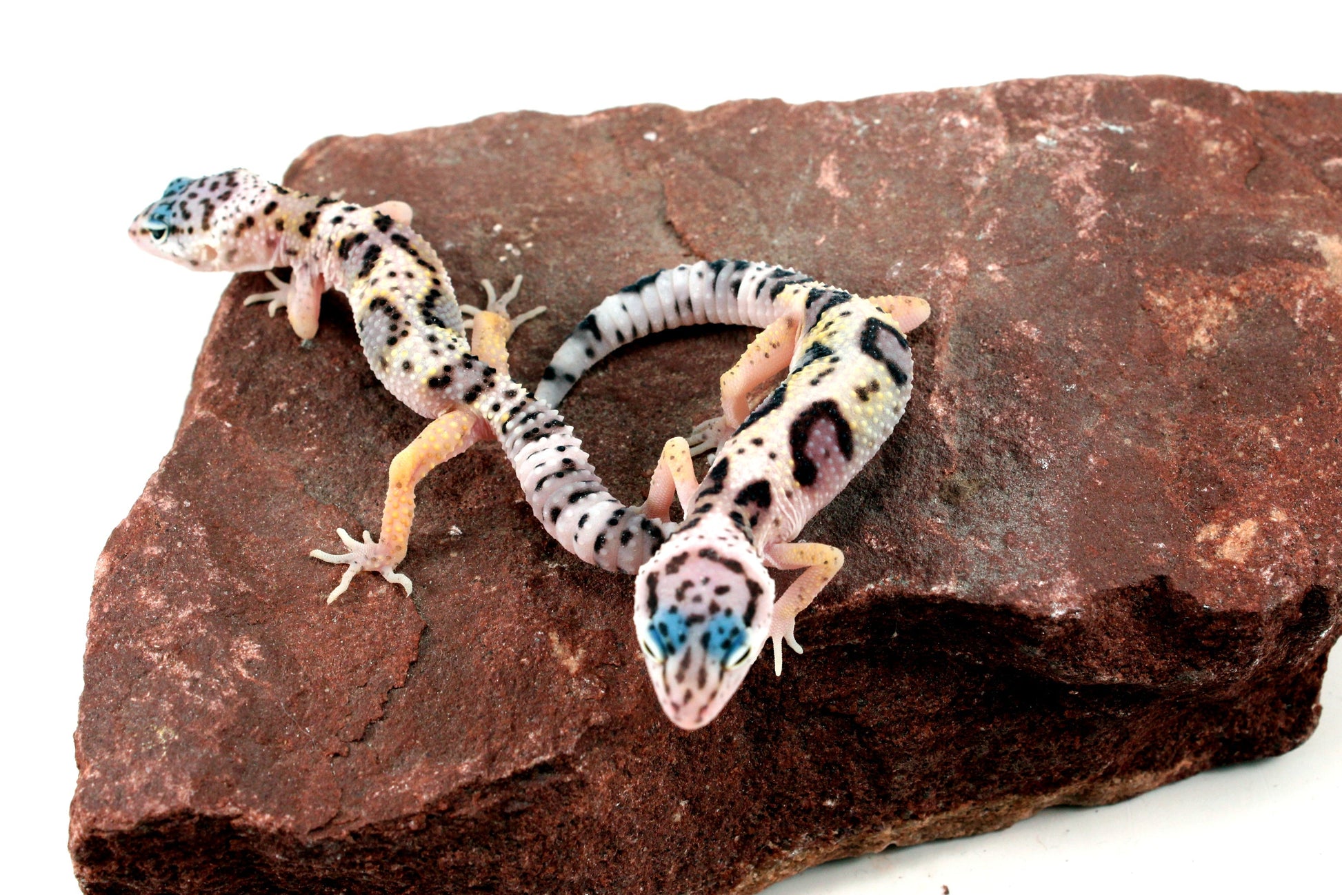 Jungle Leopard Gecko All Reptiles