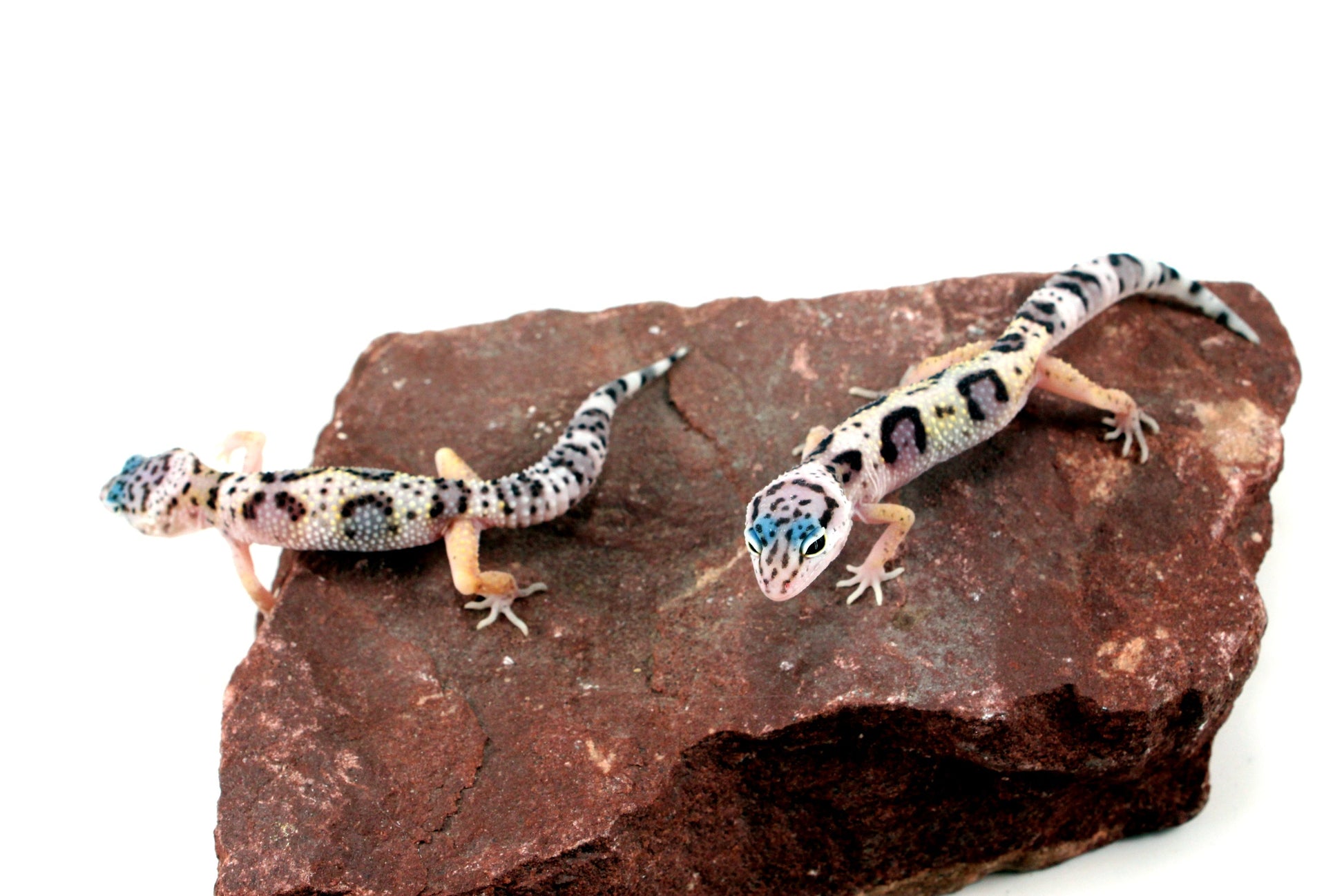 Jungle Leopard Gecko All Reptiles