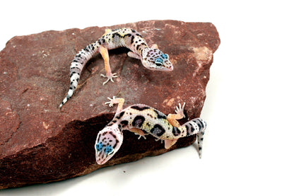 Jungle Leopard Gecko All Reptiles