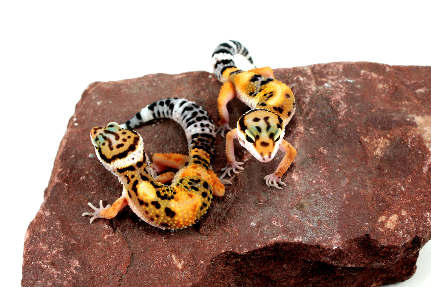 Jungle Leopard Gecko All Reptiles