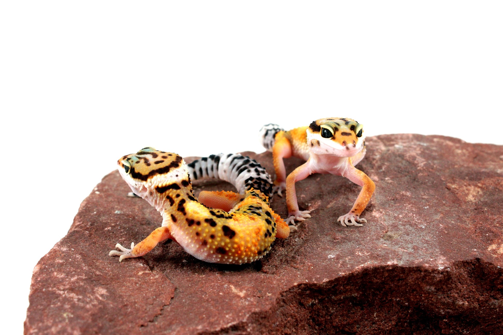 Jungle Leopard Gecko All Reptiles