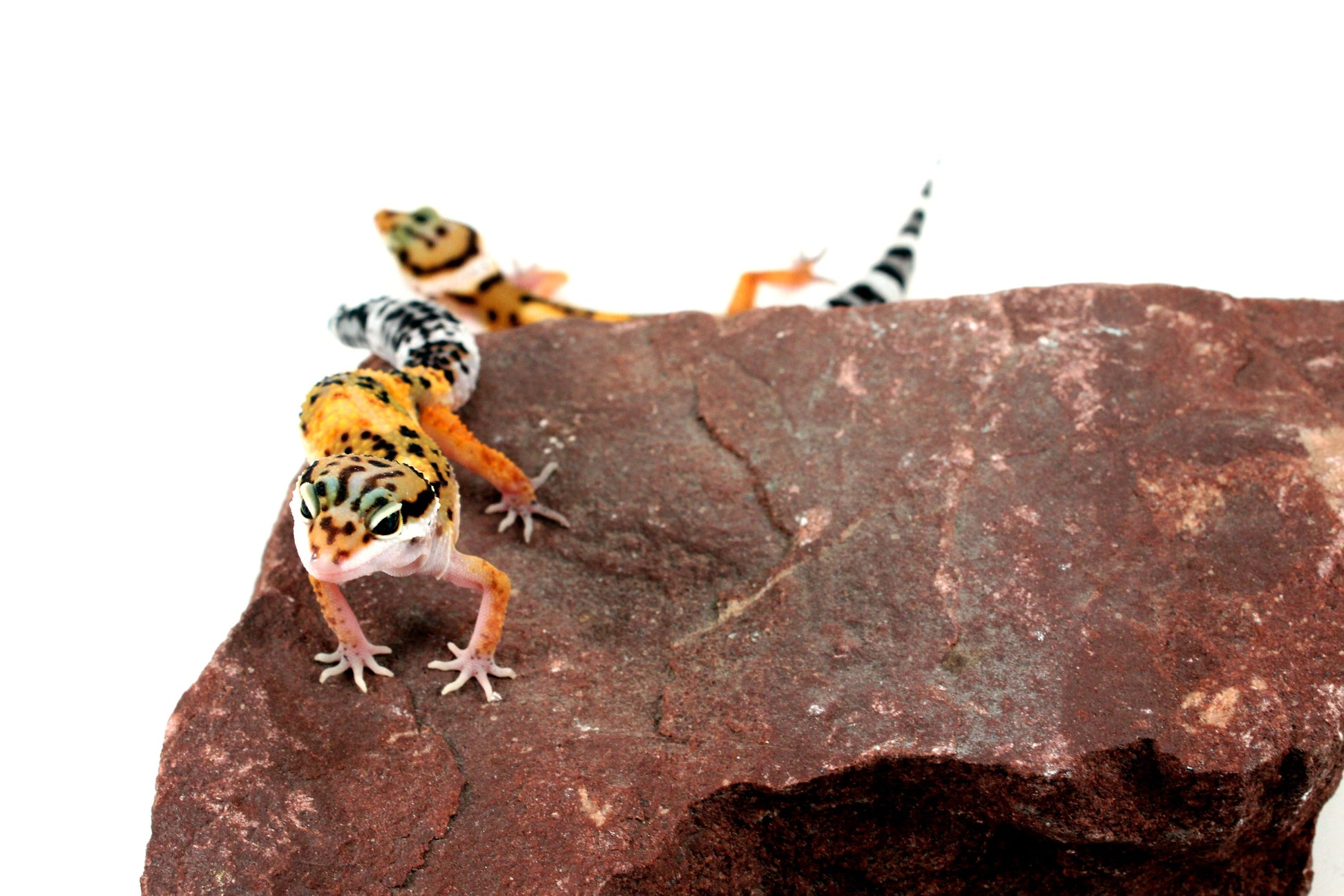 Jungle Leopard Gecko All Reptiles