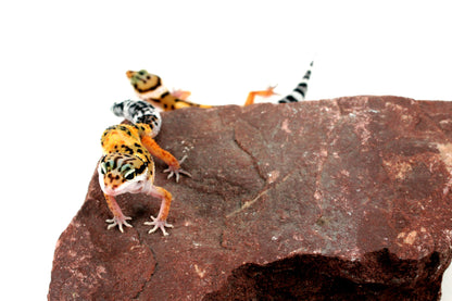 Jungle Leopard Gecko All Reptiles