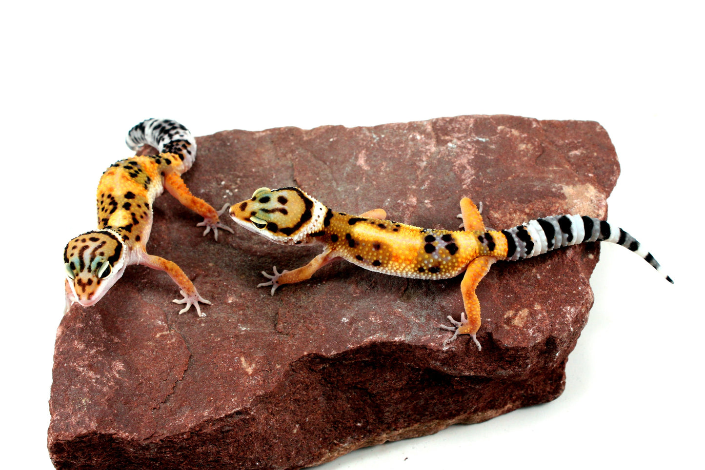 Jungle Leopard Gecko All Reptiles