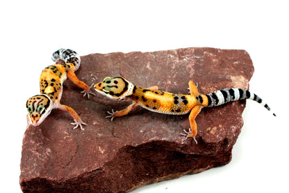 Jungle Leopard Gecko All Reptiles