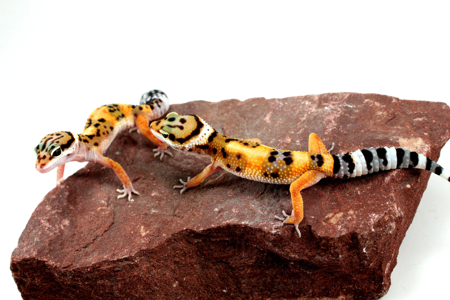 Jungle Leopard Gecko All Reptiles