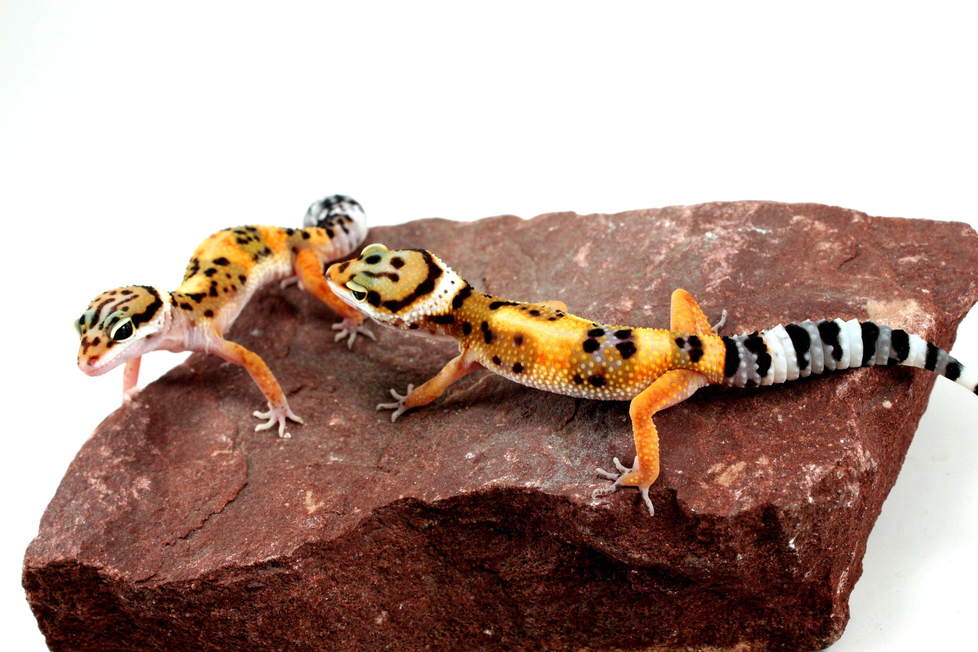 Jungle Leopard Gecko All Reptiles