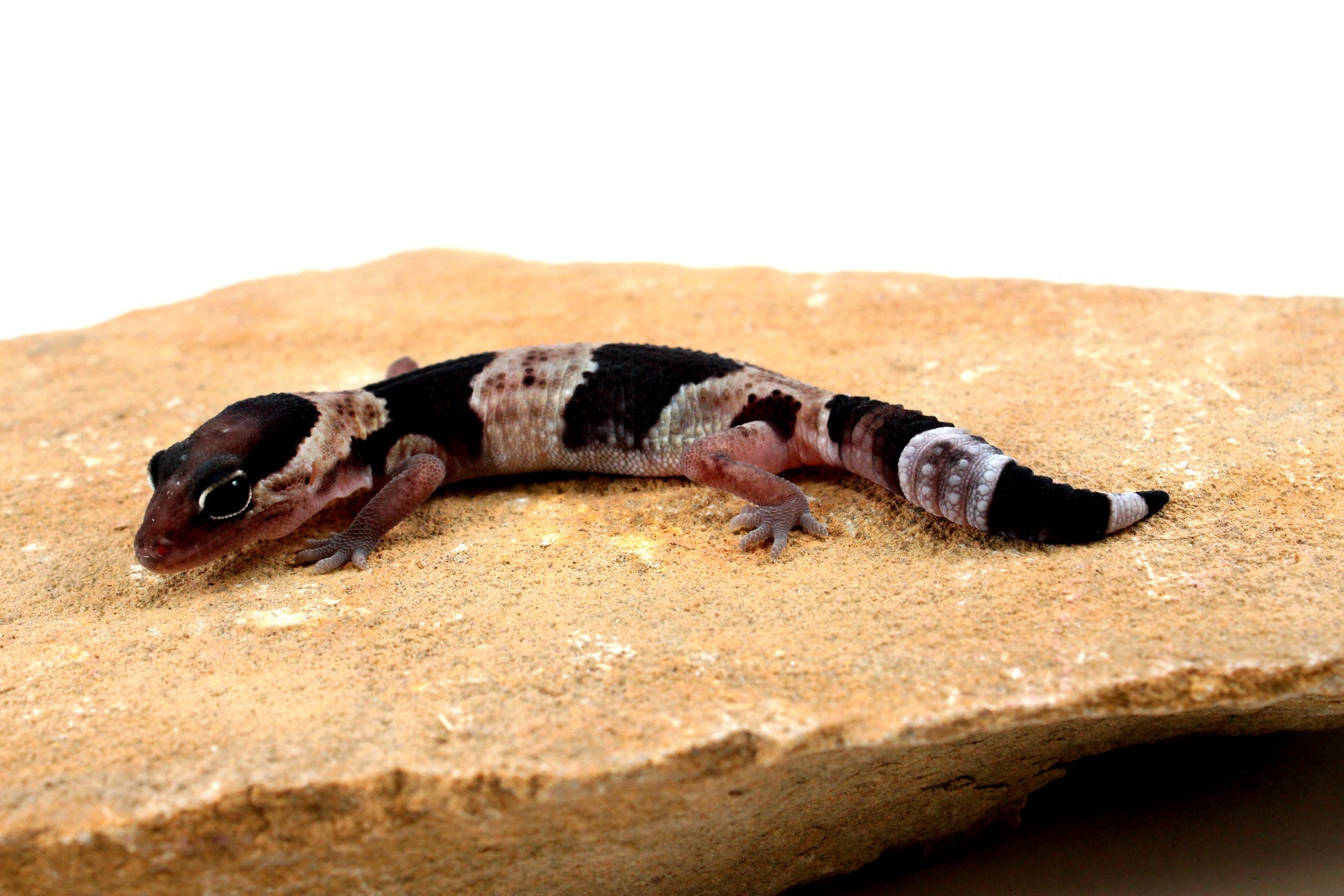 Classic African Fat Tail Gecko All Reptiles