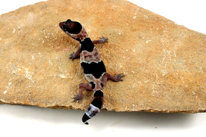 Classic African Fat Tail Gecko All Reptiles