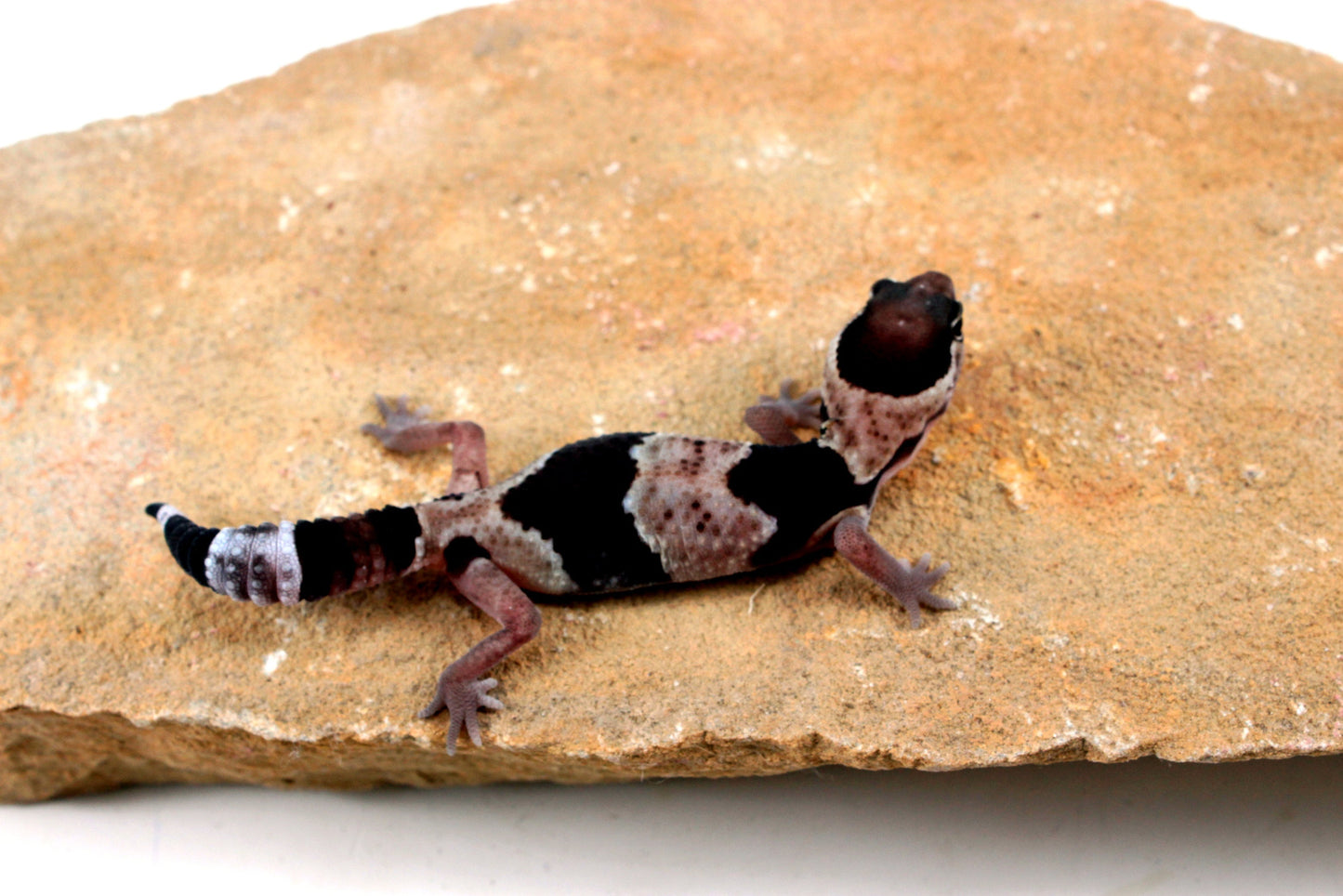 Classic African Fat Tail Gecko All Reptiles