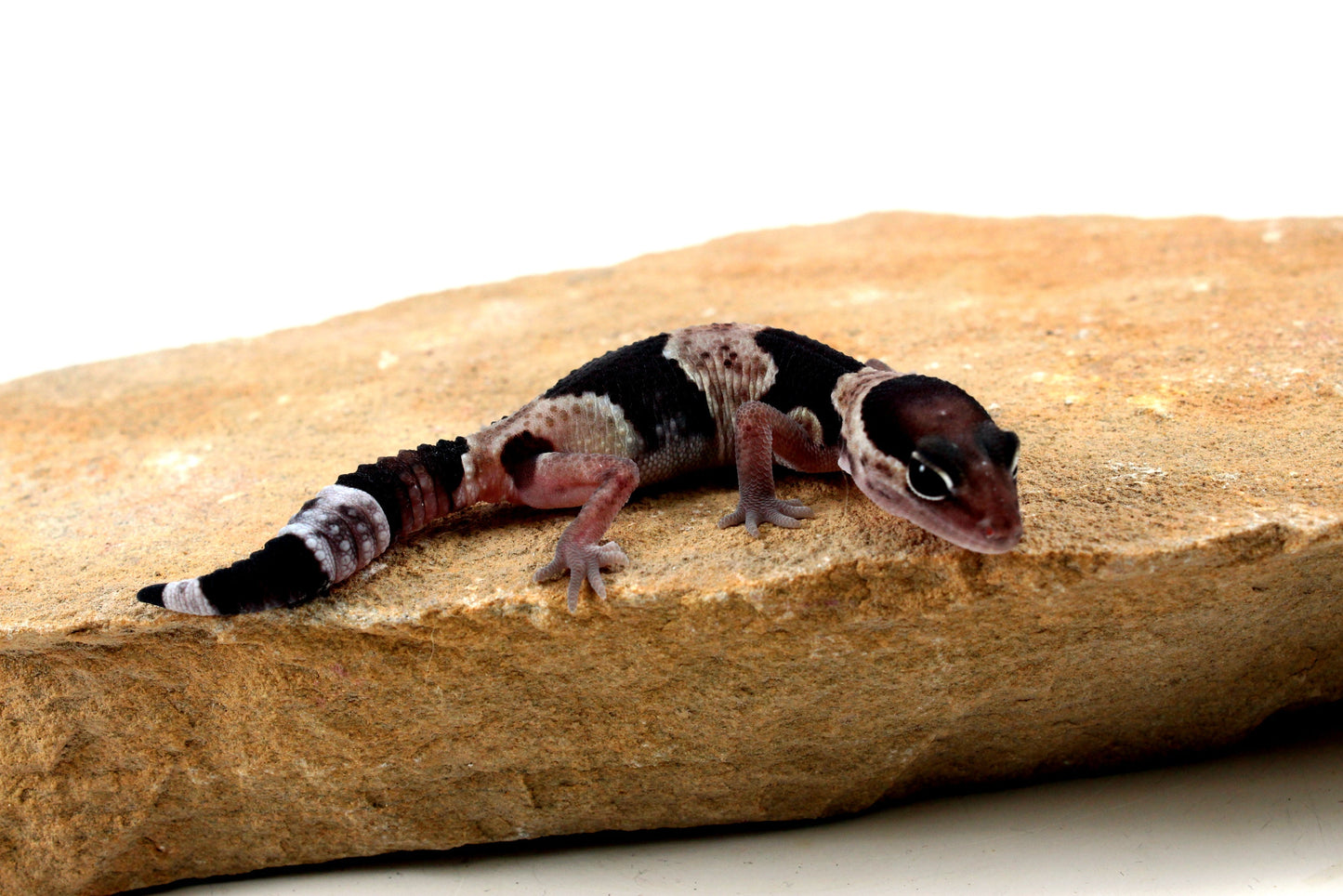 Classic African Fat Tail Gecko All Reptiles