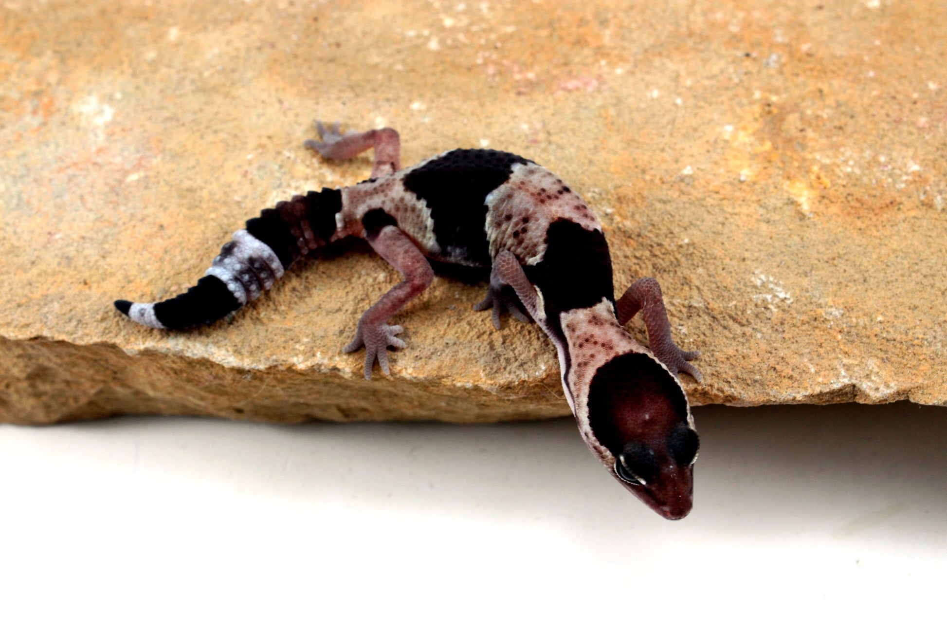 Classic African Fat Tail Gecko All Reptiles