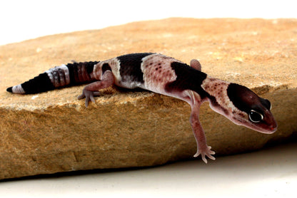 Classic African Fat Tail Gecko All Reptiles