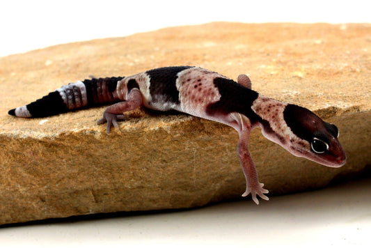 Classic African Fat Tail Gecko All Reptiles