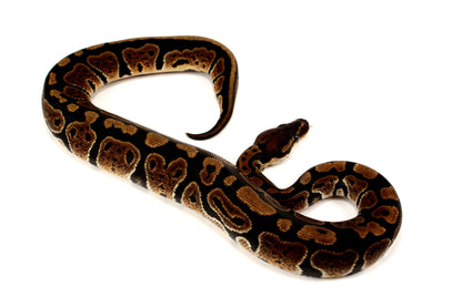 Granite Ball Python All Reptiles
