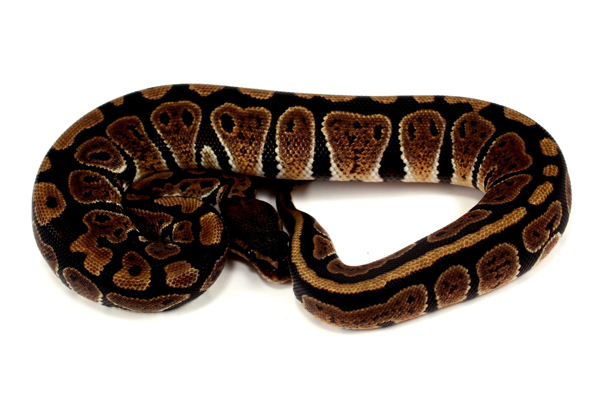 Granite Ball Python All Reptiles