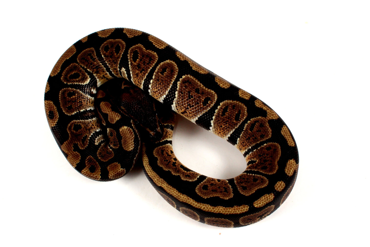 Granite Ball Python All Reptiles