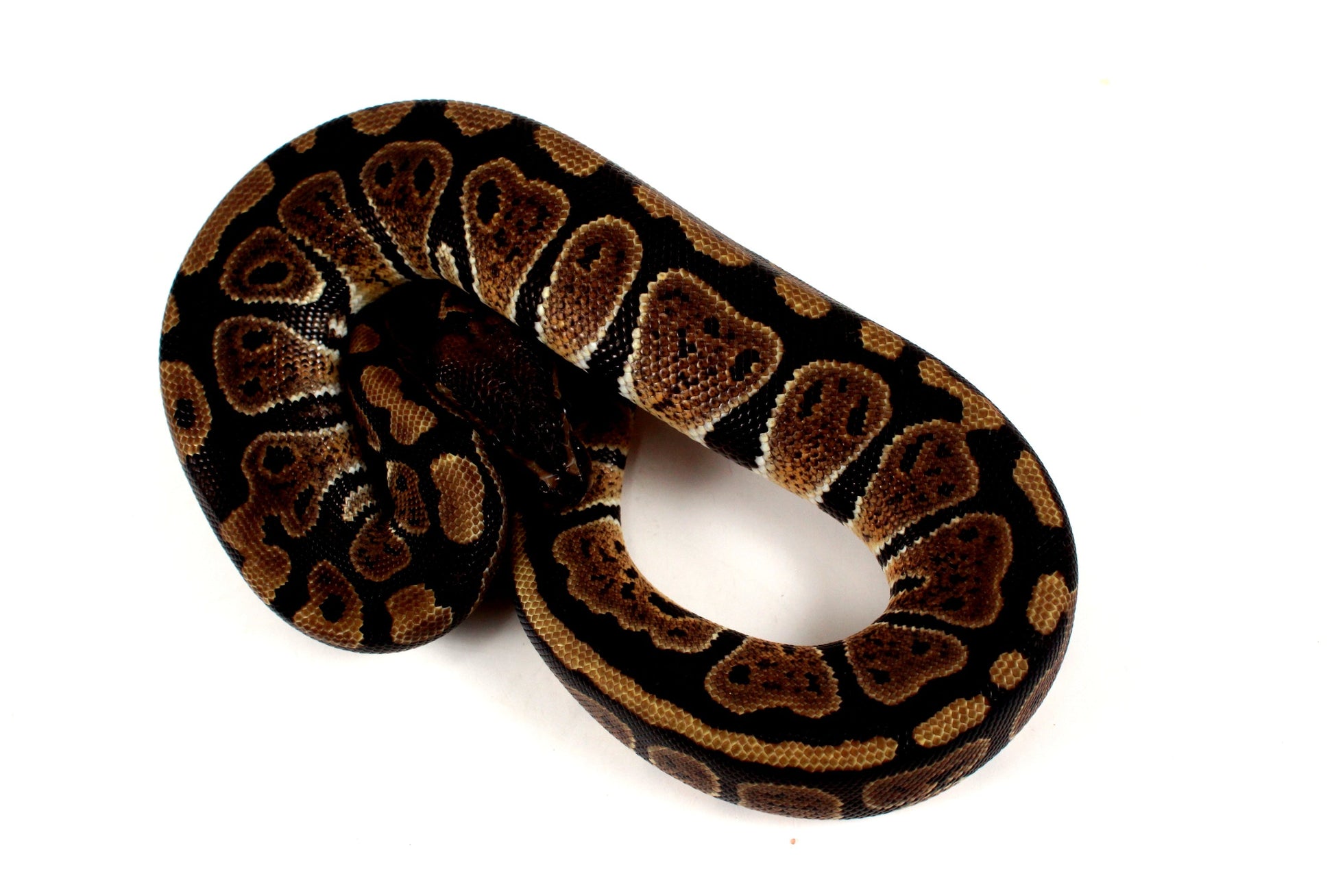 Granite Ball Python All Reptiles