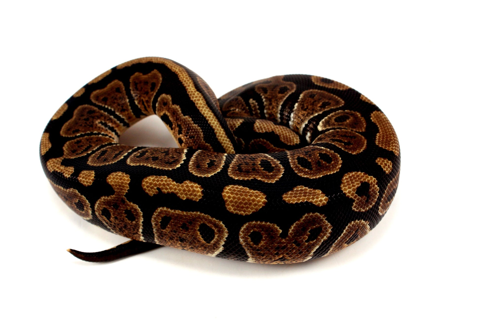 Granite Ball Python All Reptiles