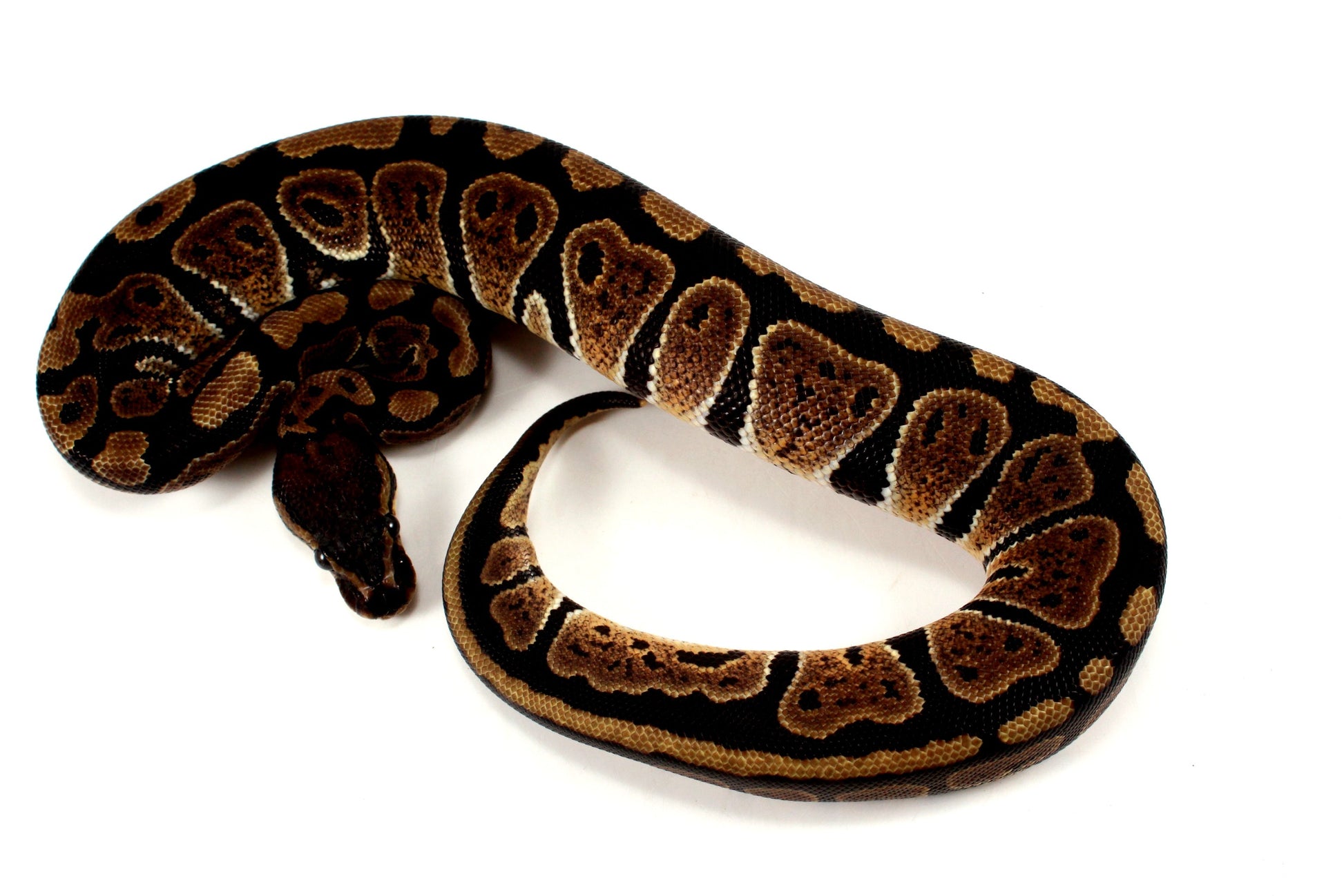 Granite Ball Python All Reptiles