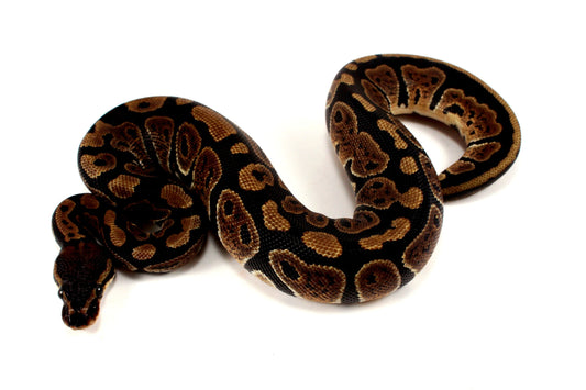 Granite Ball Python All Reptiles