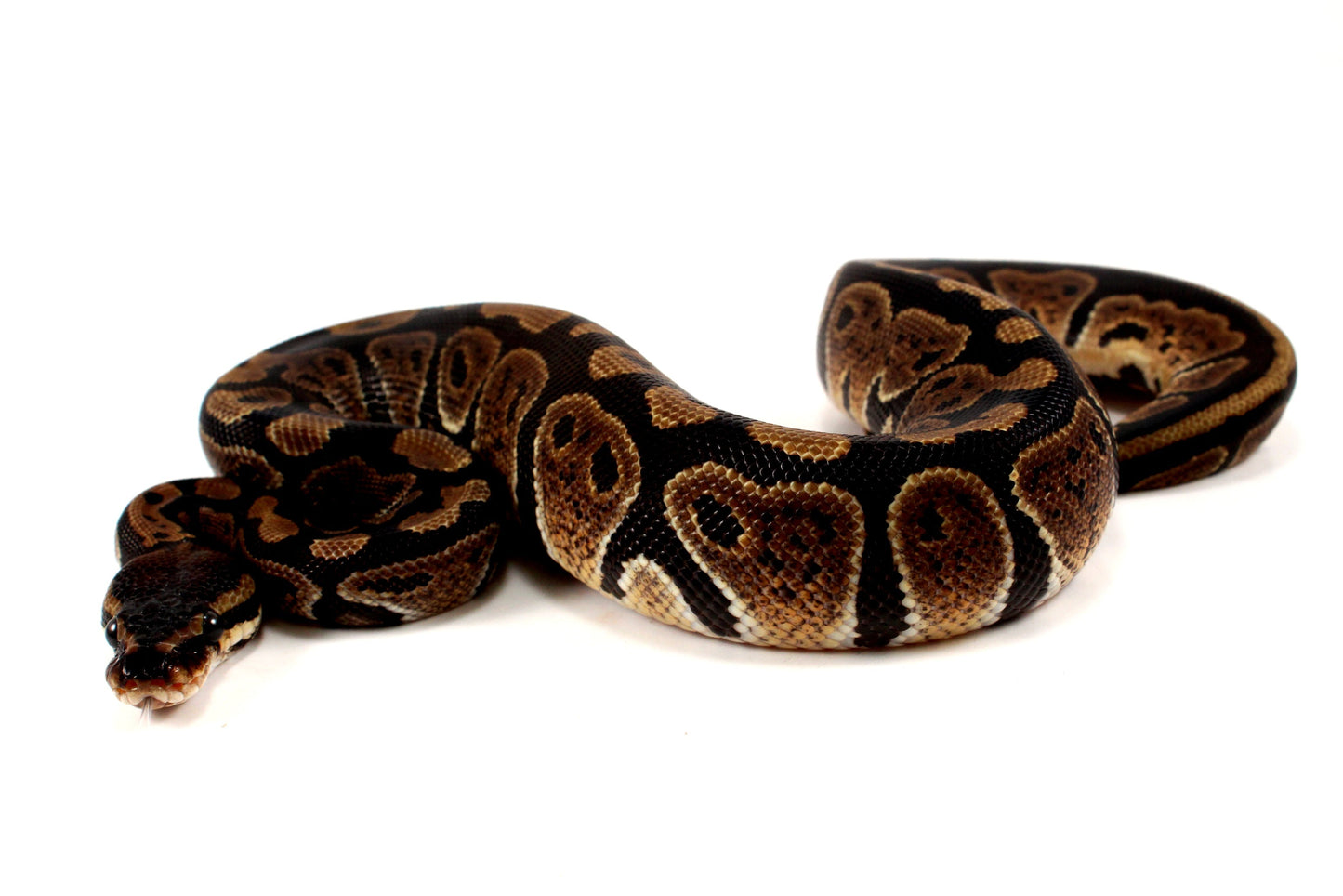 Granite Ball Python All Reptiles