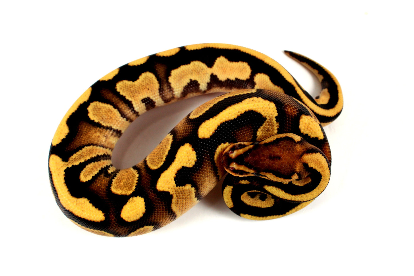 Orange Dream Chocolate Ball Python All Reptiles