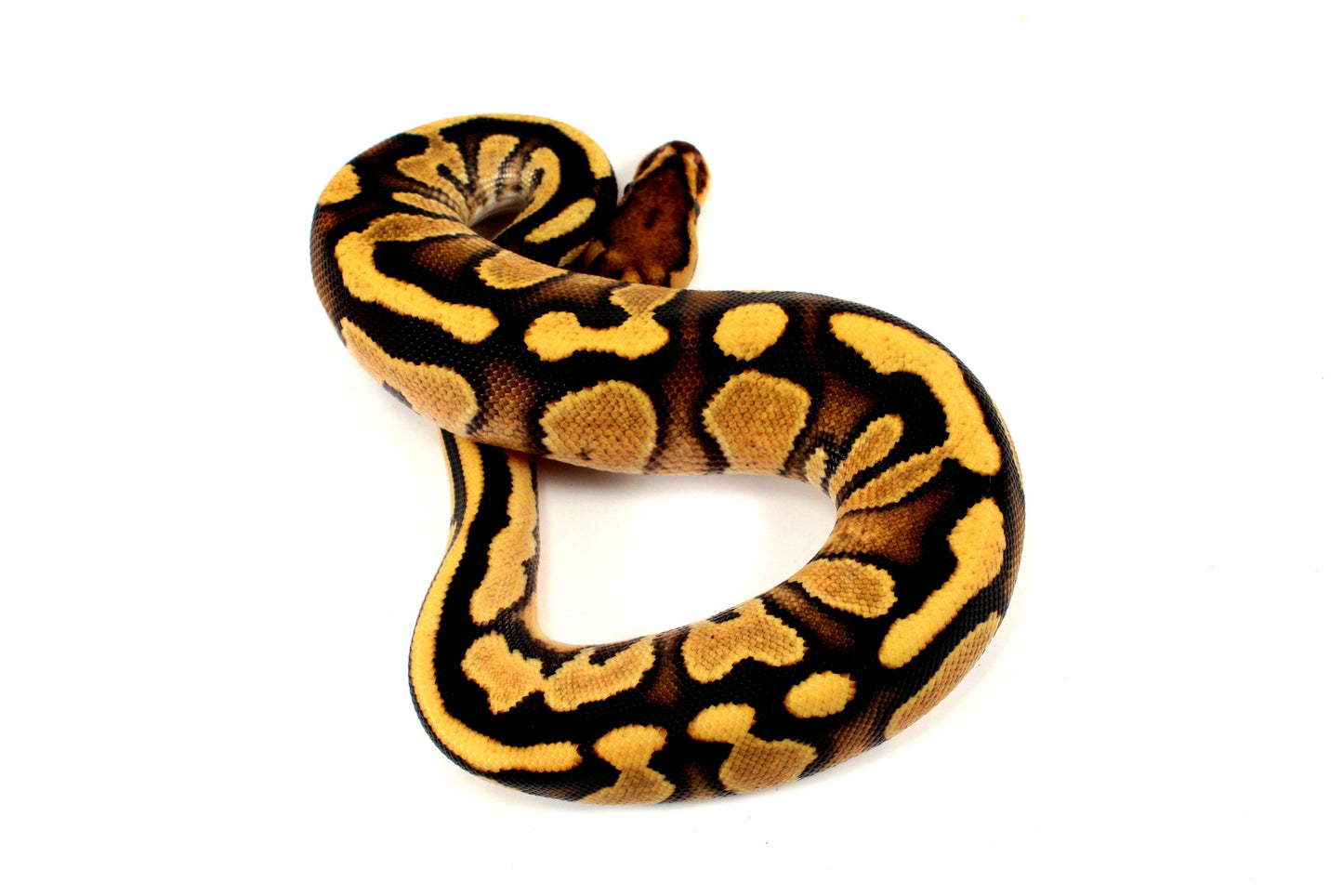 Orange Dream Chocolate Ball Python All Reptiles